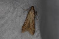 Metzneria neuropterella