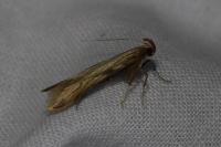 Metzneria neuropterella