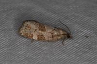 Dichelia histrionana