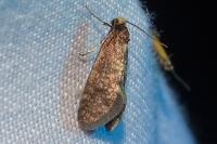 Taleporia tubulosa