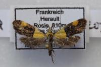 Oecophora bractella