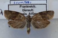 Syndemis musculana