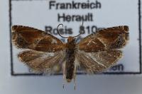 Ancylis obtusana
