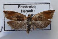 Ancylis mitterbacheriana