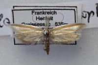 Pleurota honorella