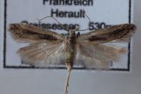 Mirificarma mulinella