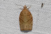 Pandemis corylana