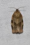 Choristoneura hebenstreitella
