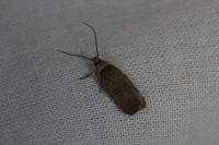 Agonopterix