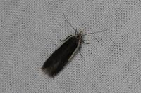 Nothris lemniscellus
