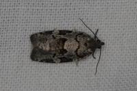 Dichelia histrionana