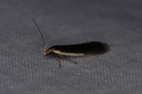 Nothris lemniscellus