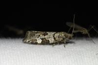 Dichelia histrionana