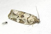 Dichelia histrionana