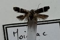 Aproaerema wormiella