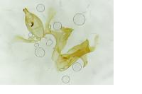 Aproaerema cinctella