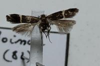 Aproaerema cinctella