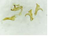 Aproaerema cinctella