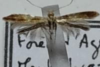 Caloptilia robustella