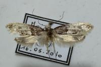Trichophaga tapetzella