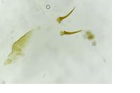 Caloptilia robustella