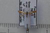Batia lunaris
