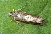 Epinotia immundana