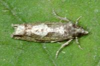 Epinotia immundana
