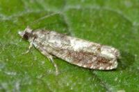 Epinotia immundana
