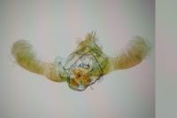 Epinotia immundana