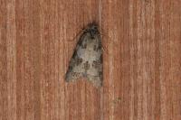 Cnephasia