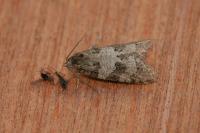 Cnephasia