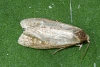 Phtheochroa inopiana