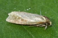 Phtheochroa inopiana