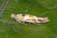 Argyresthia goedartella