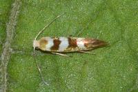 Argyresthia goedartella