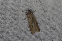 Acompsia