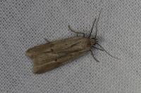 Acompsia