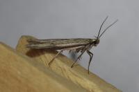 Acompsia