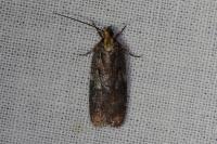 Agonopterix liturosa
