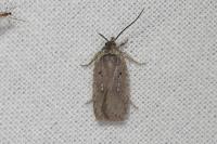 Agonopterix senecionis