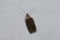 Agonopterix