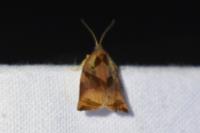 Archips podana