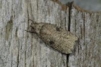 Agonopterix propinquella