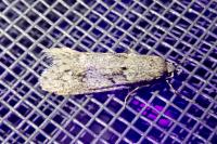 Diurnea fagella