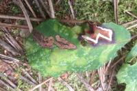 Stigmella aurella