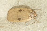 Agonopterix