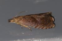 Dichrorampha simpliciana