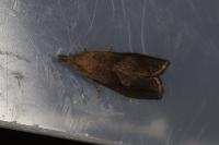 Dichrorampha simpliciana