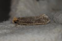 Monopis imella